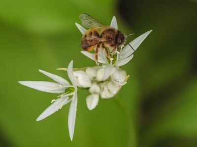 Ramsons (wild garlic)