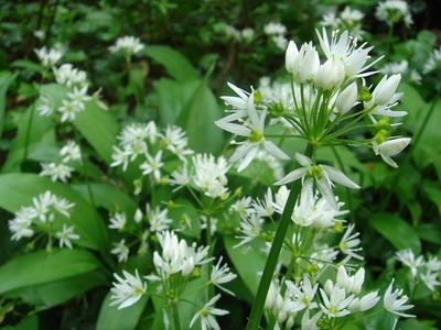Ramsons (wild garlic)