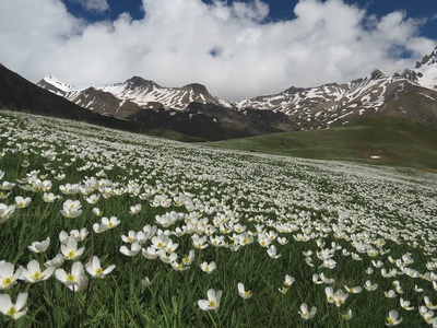 Ranunculus