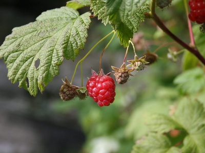 Raspberry (Malina)
