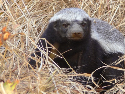 Ratel