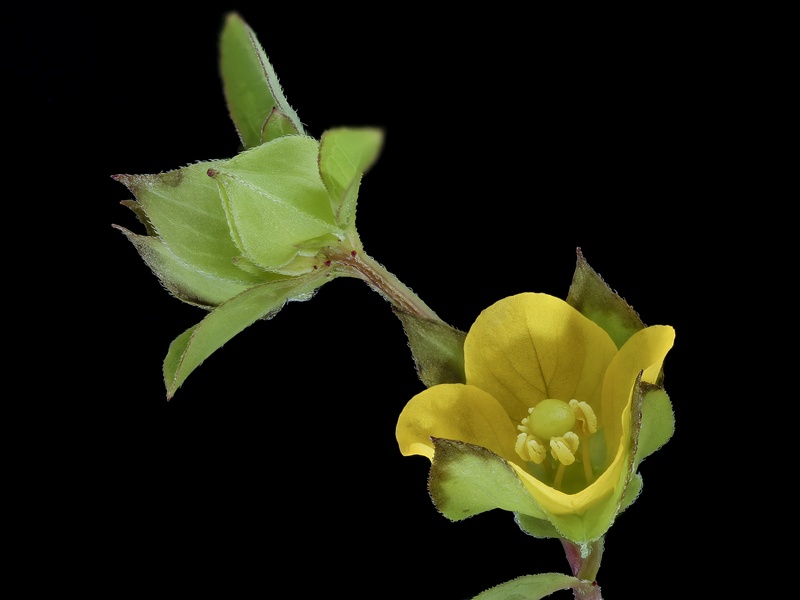 The Complete List of Flowers That Start With R - Flora Fauna Fun