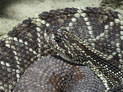 Rattlesnake