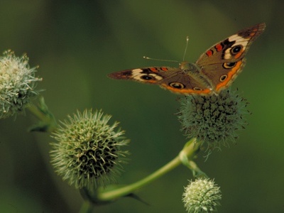 Rattlesnake master