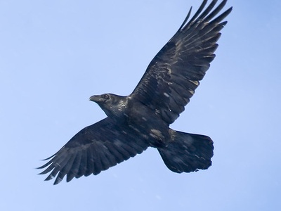 Raven