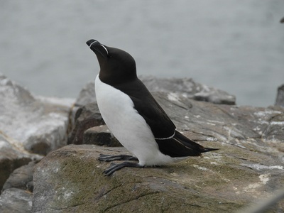 Razorbill