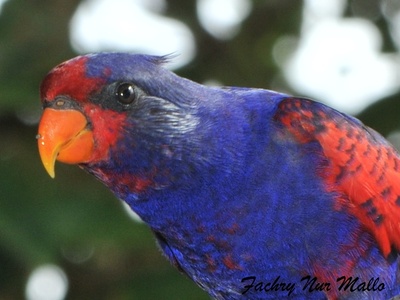 Red-and-blue Lory