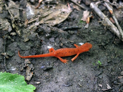 Red-backed salamander