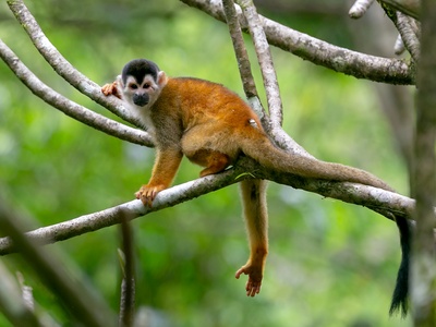 Red-backed Squirrel Monkey