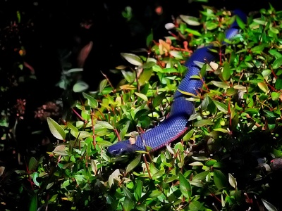 Red-bellied Black Snake