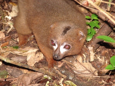 Red-bellied Lemur