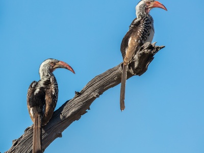 Red-billed Hornbill