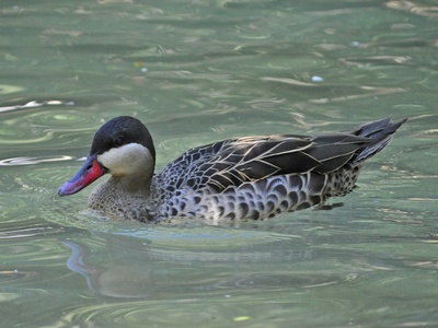 Red-billed Pintail