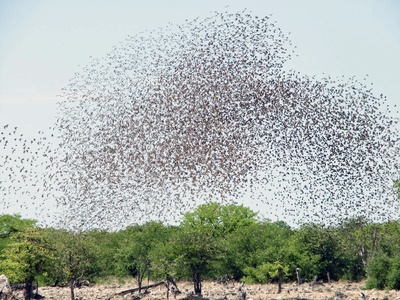 Red-billed quelea