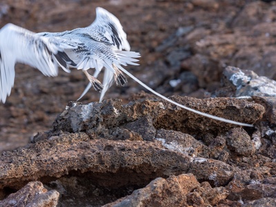 Red-billed Tropicbird
