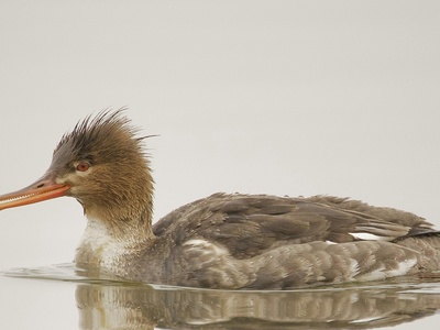 Red-breasted merganser