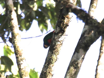 Red-breasted Pygmy Parrot