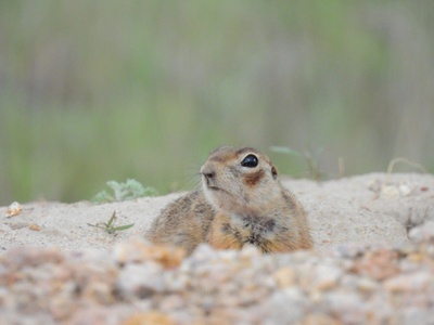 Red-cheeked Ground Squirrel