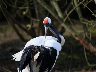 Red-crowned crane