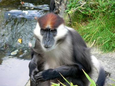 Red-crowned Mangabey