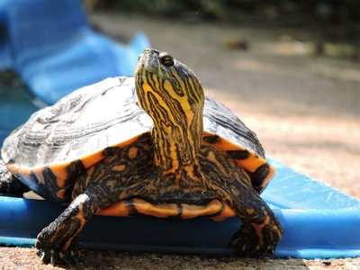 Red-eared Slider