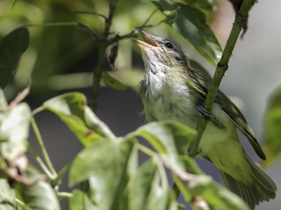 Red-eyed vireo