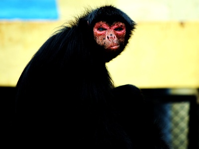 Red-faced Spider Monkey