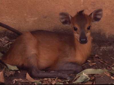 Red-flanked Duiker