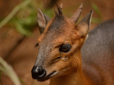 Red-flanked duiker