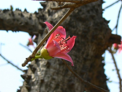 Red-flowered Silk Cotton