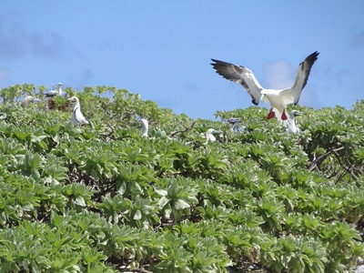 Red-footed booby
