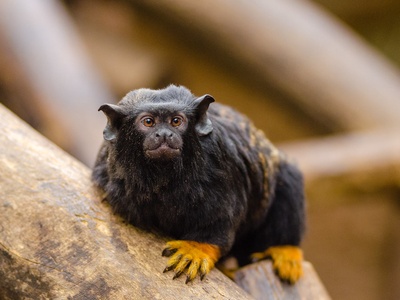 Red-handed Tamarin