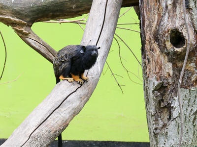 Red-handed tamarin