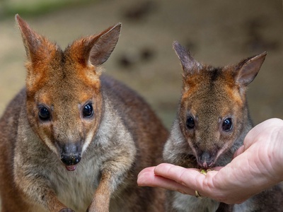 Red-legged pademelon