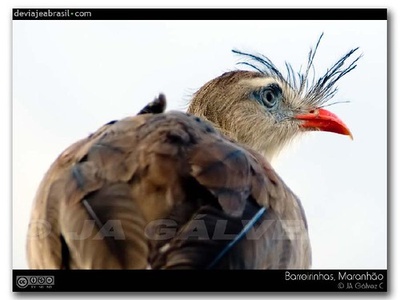 Red-legged seriema