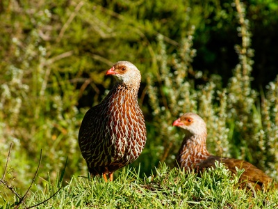Red-necked francolin