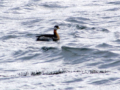Red-necked Grebe
