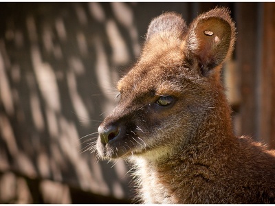 Red-necked Wallaby