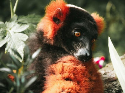 Red-ruffed Lemur
