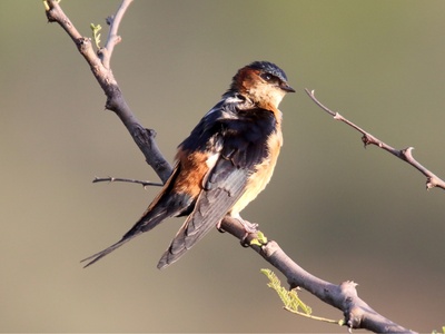 Red-rumped Swallow