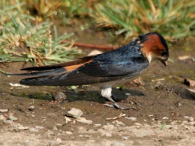 Red-rumped Swallow