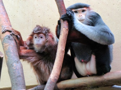 Red-shanked Douc