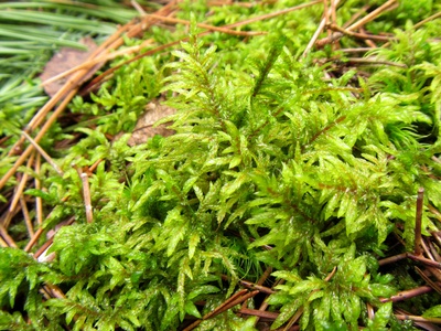 Red-stemmed feather moss