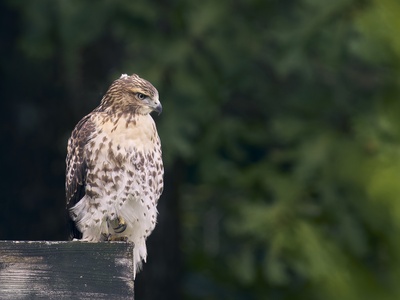 Red-tailed hawk