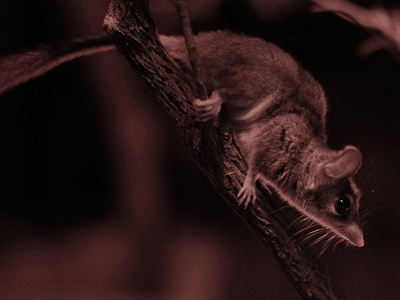 Red-tailed Phascogale