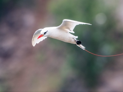 Red-tailed Tropicbird
