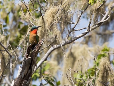 Red-throated Bee-eater