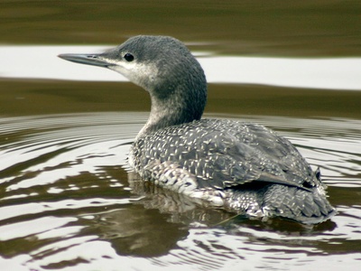 Red-throated Diver