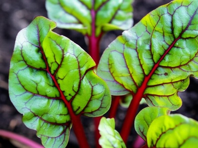 Red-veined sorrel (bloody dock)