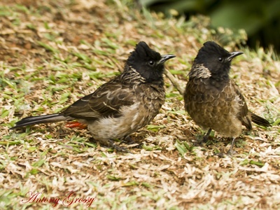 Red-vented Bulbul